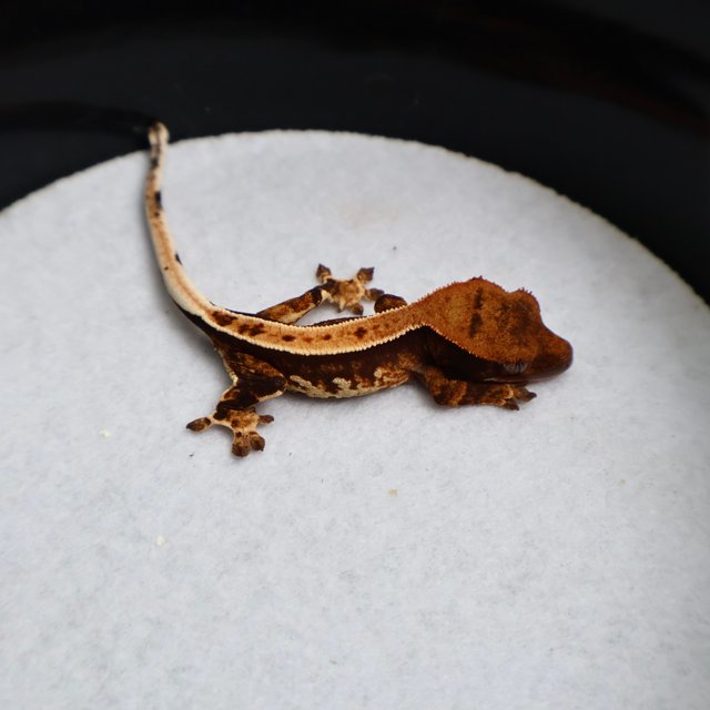 Normal Pinstripe Tangerine White Spot Tri