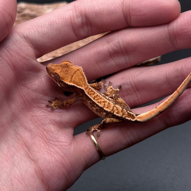 Tri Drippy White Spot White Pin Black White