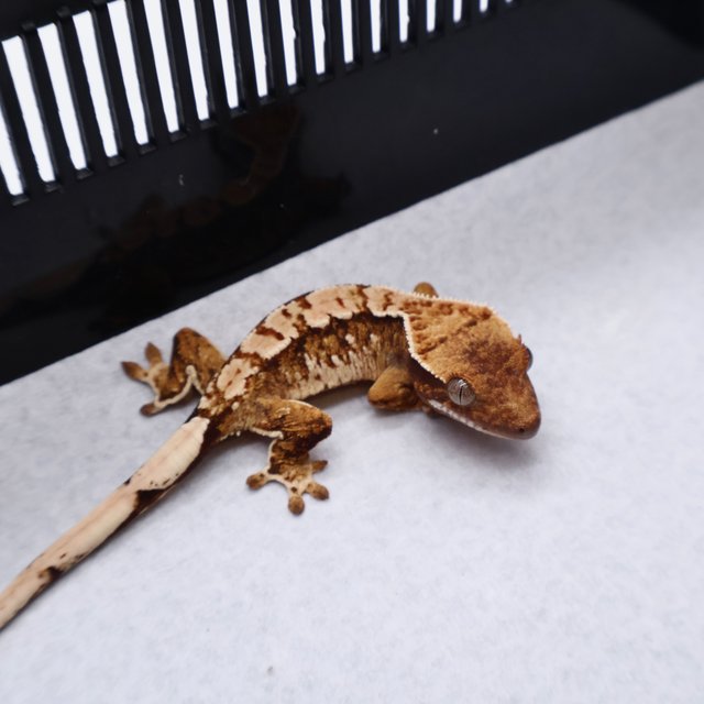 White Pin Tri White White Crown