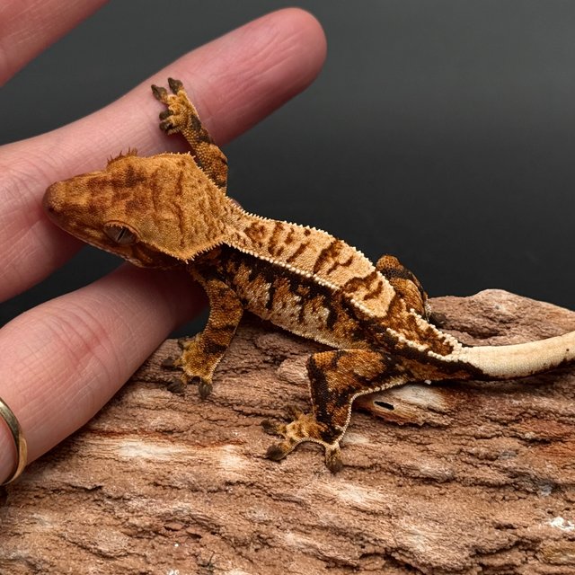 Extreme Harlequin White Pin Black Tri White White Spot