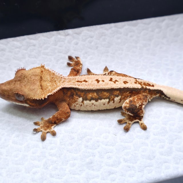 트라이 텐저린 화이트