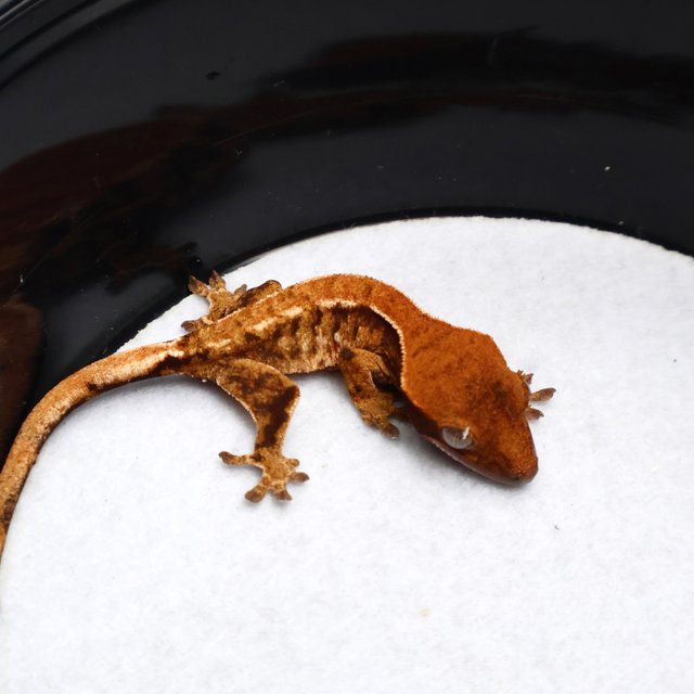 Tri Drippy White Spot White Pin Tangerine White