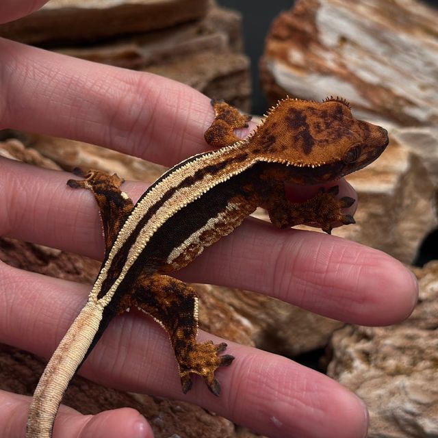 풀핀