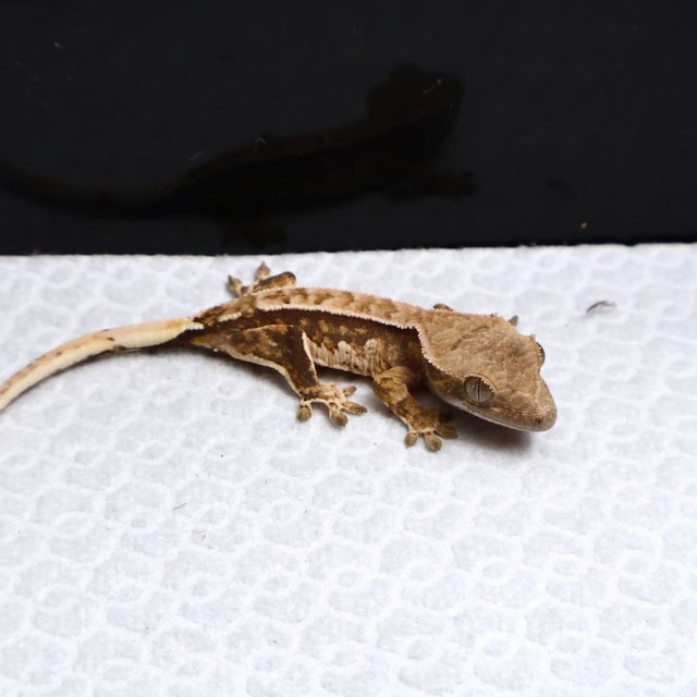 Tri Drippy White Spot White Pin Tangerine White