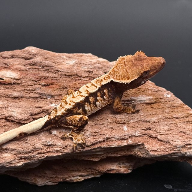 Tri Drippy White Spot White Pin White