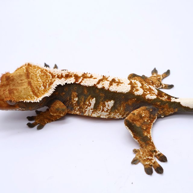 Tri White Tangerine