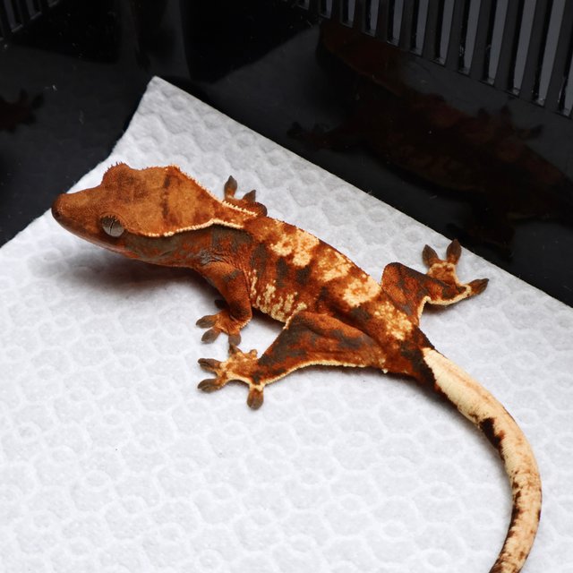 Tangerine White Pin Drippy White White Spot Tri