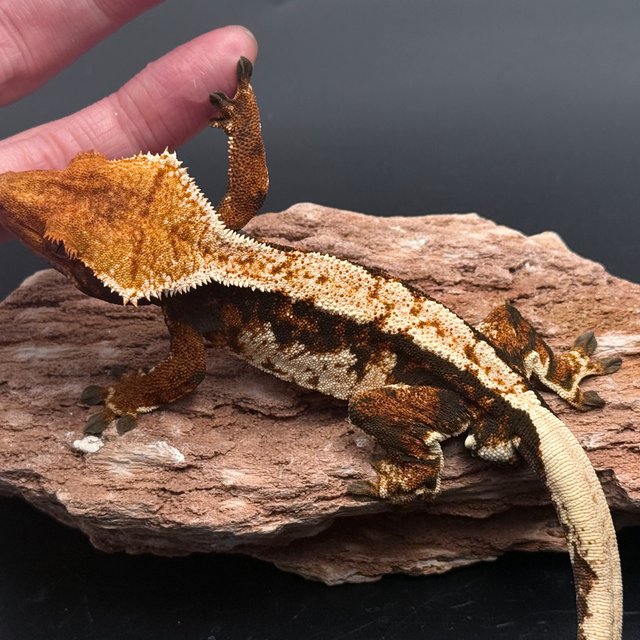 Tri White Spot White Pin Black Tangerine White