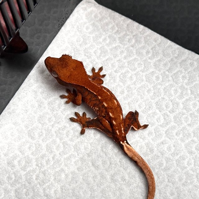 Tri White Spot White Pin Tangerine White