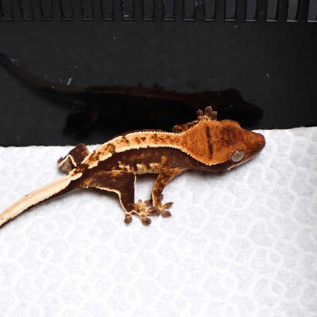 Tri White Spot White Pin Black Tangerine White