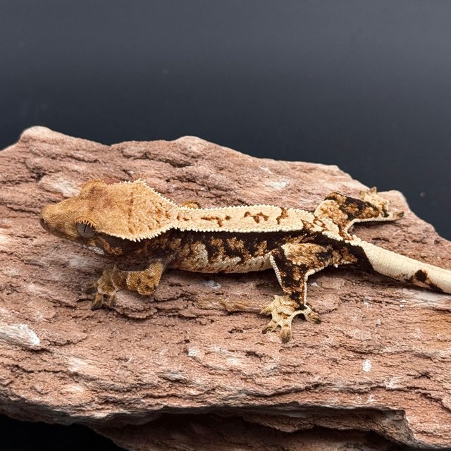 Tri White Spot White Pin Black White