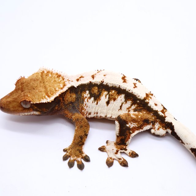 Tri White Tangerine