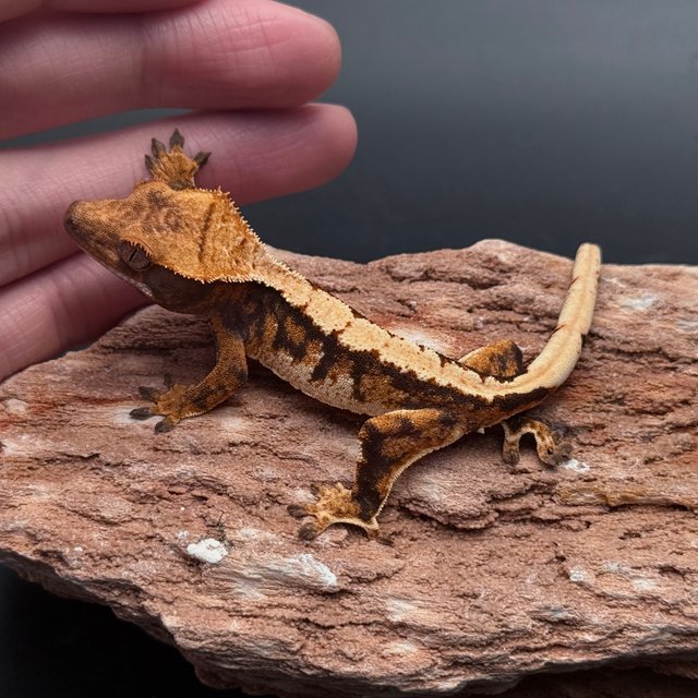 Tri Solid Back White Spot White Pin Black White