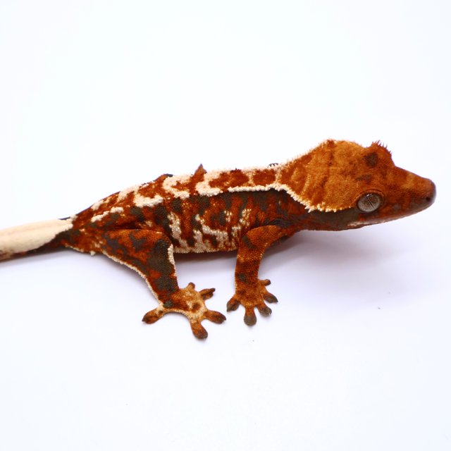 Tri Tangerine