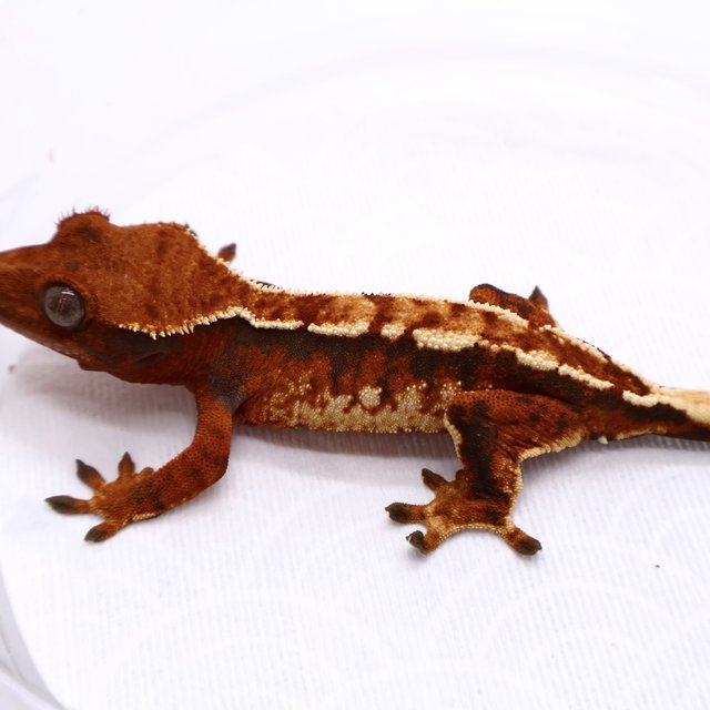 Tri Tangerine White