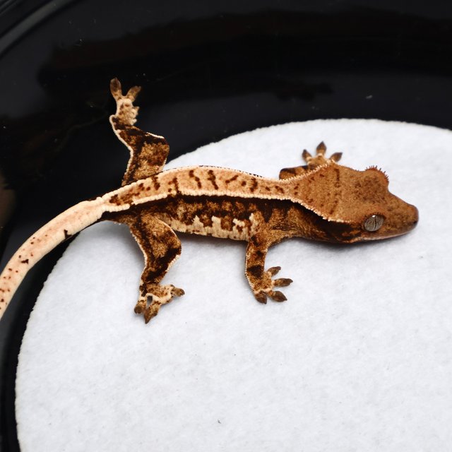 Tri Drippy White Spot White Pin Tangerine White