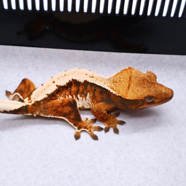 Tri Tangerine