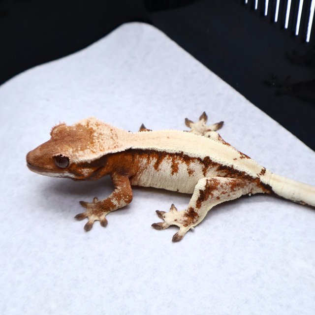 Sable Tangerine White