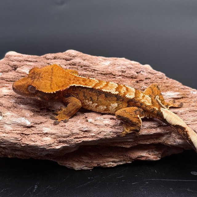 Tri Extreme Harlequin White Pin White Spot Drippy White