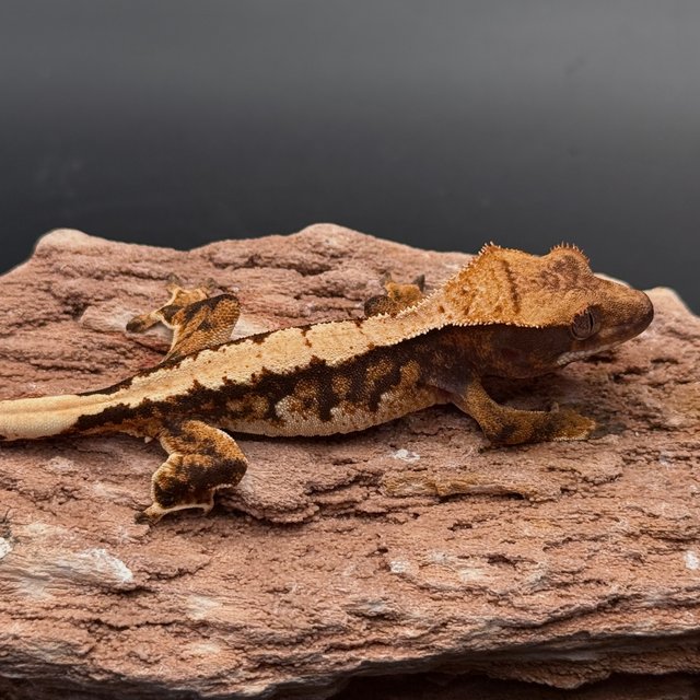 Tri Solid Back White Spot White Pin Black White