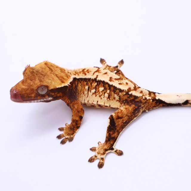 Tri Tangerine White