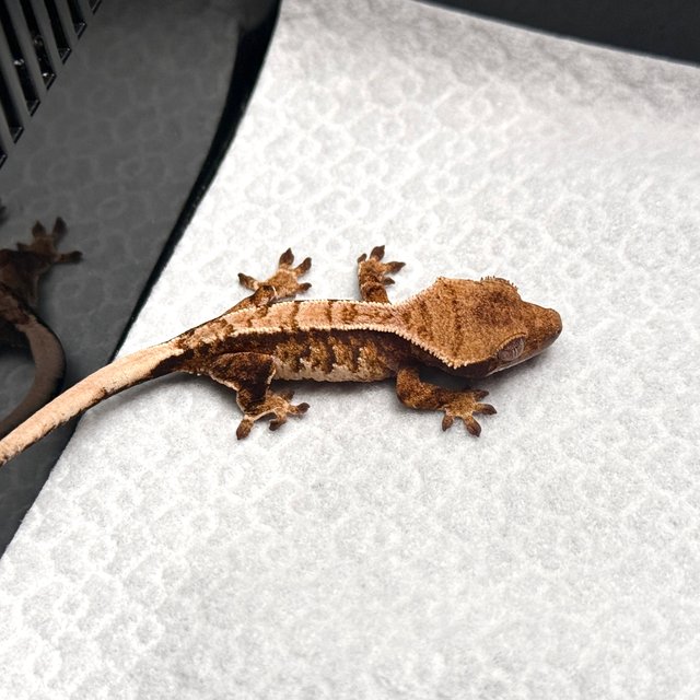 Tri Drippy White Spot White Pin Tangerine White