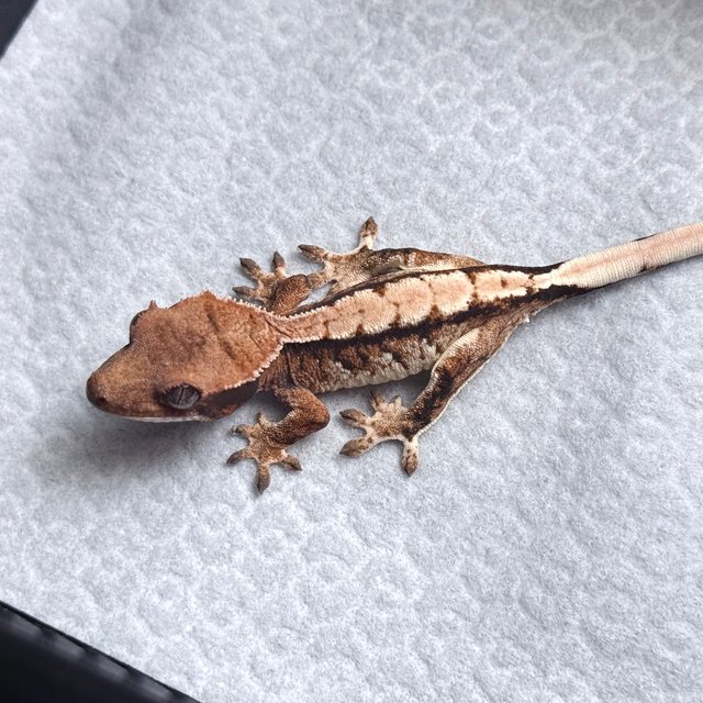 Tri Drippy White Spot White Pin Tangerine White