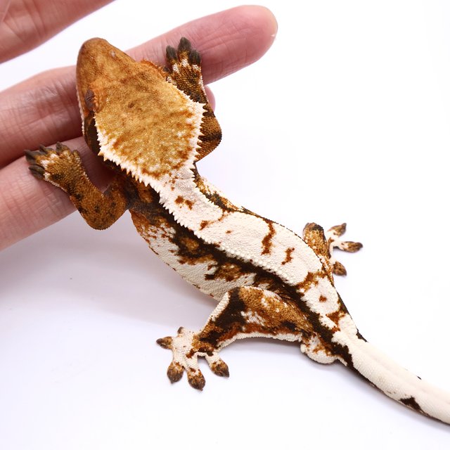 Tri White Tangerine