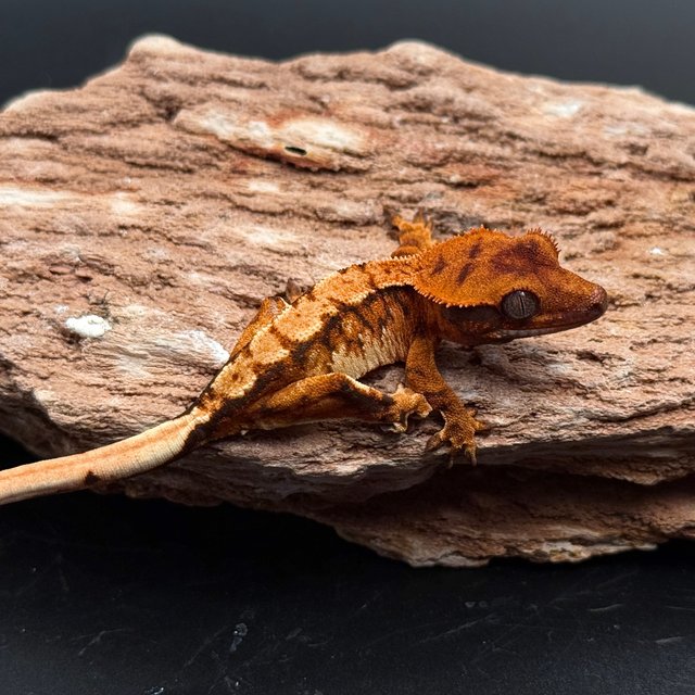 Tri Drippy White Spot White Pin Tangerine White