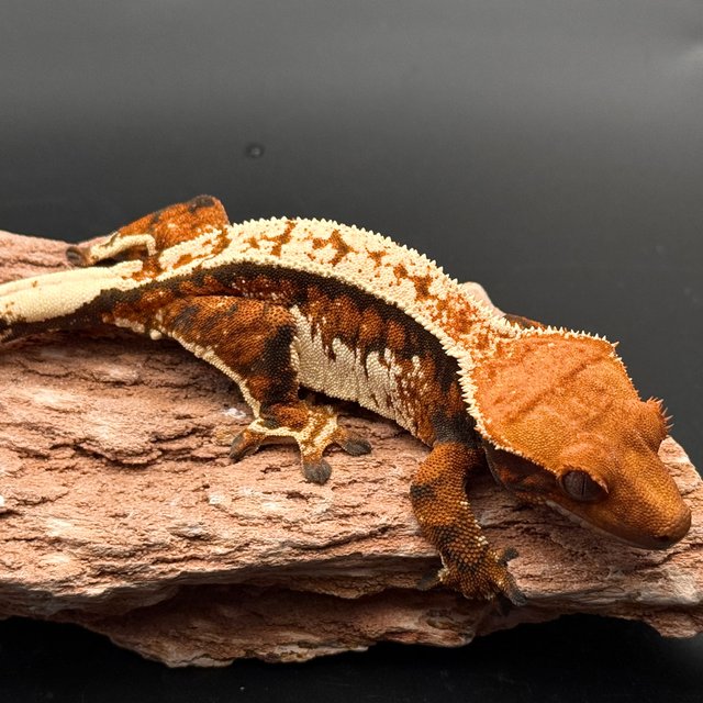 White Spot Tri White Pin Drippy White Tangerine