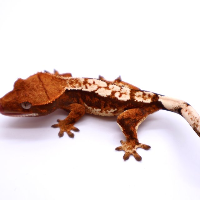 Tri White Spot White Pin Tangerine White