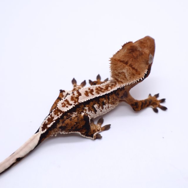 Tri White Crown White Pin Tangerine White