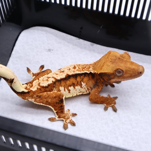 Tri Tangerine White