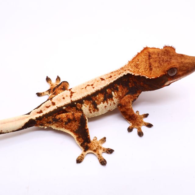 트라이 화이트스팟 화이트핀 텐저린 화이트 레이지