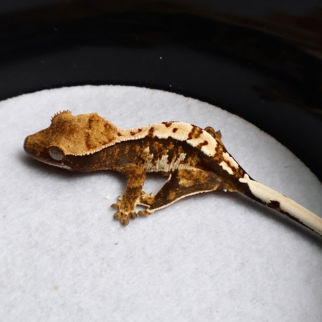 Tri Drippy White Spot White Pin White