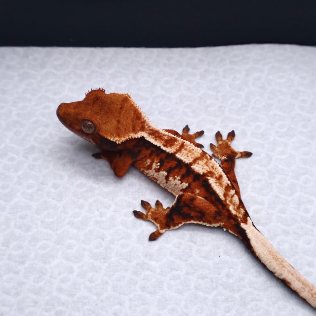 트라이 텐저린 화이트