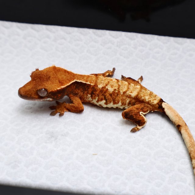 Tri Drippy White Spot White Pin Tangerine White