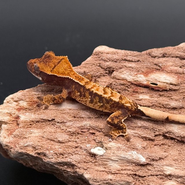 Tri Extreme Harlequin White Spot White Pin White