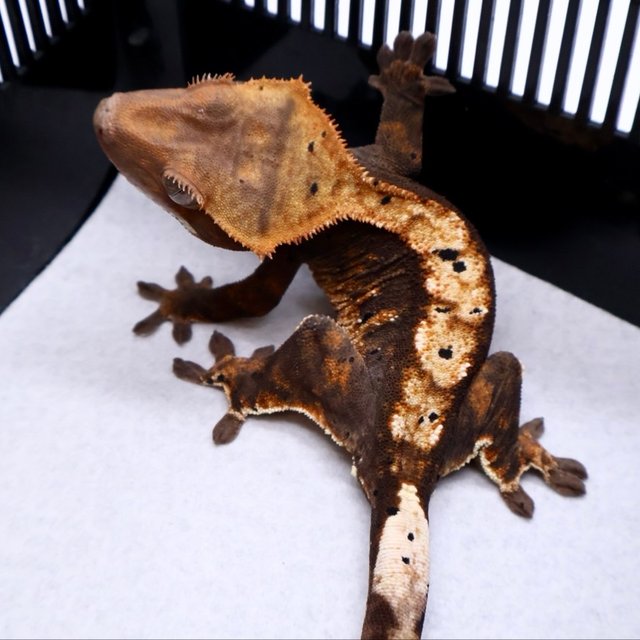 100% Het Axanthic