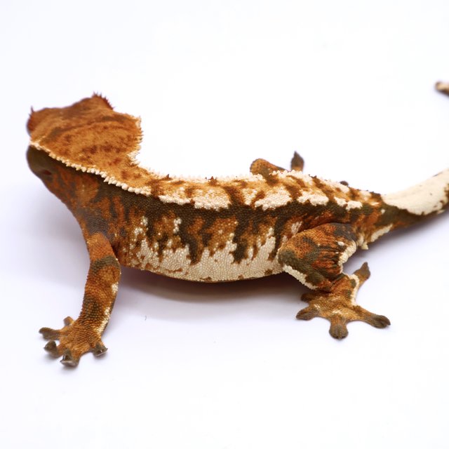 Tri Tangerine White