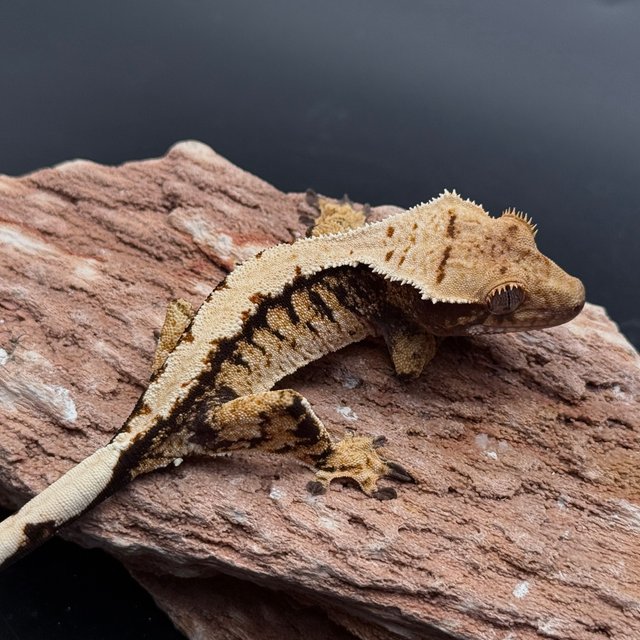 Black Solid Back Tri White White Pin White Spot