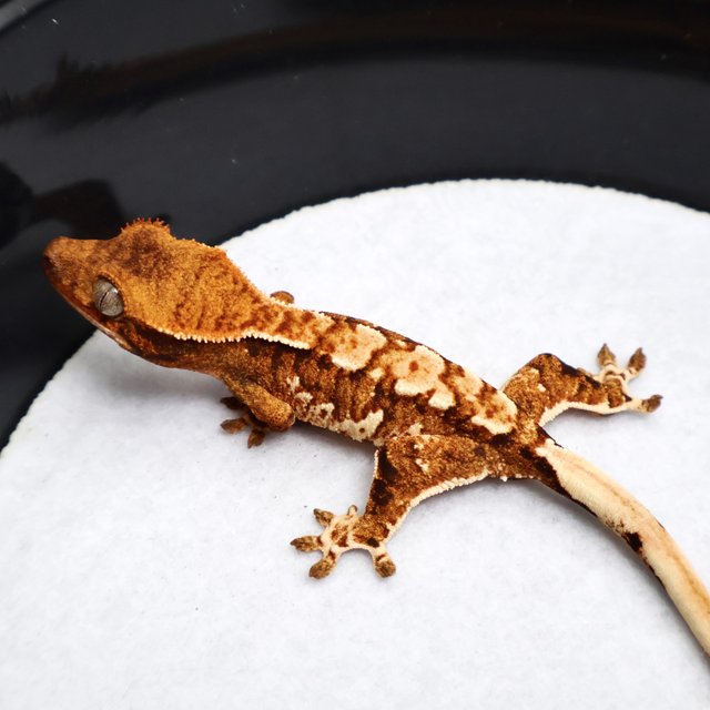 Tri Drippy White Spot White Pin Tangerine White