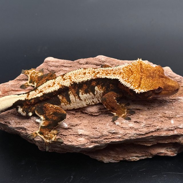 Tri White Spot White Pin Black Tangerine White