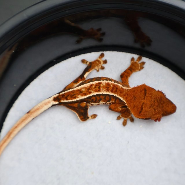 Normal Pinstripe White Spot Tangerine Tri