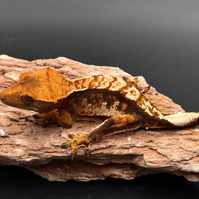 Tri White Spot White Pin Black Tangerine White