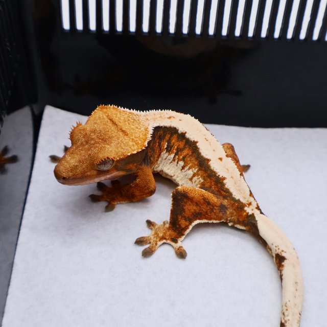 Tri Tangerine