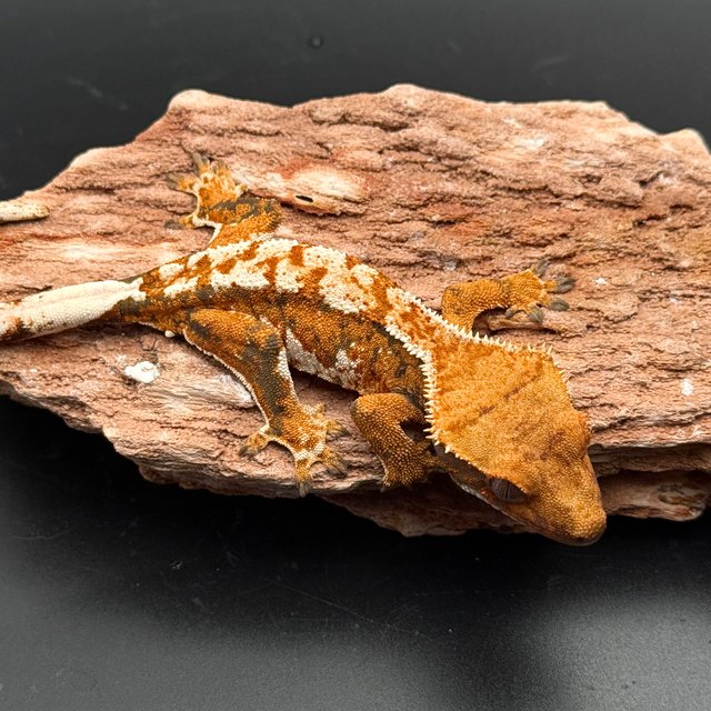 Tri Drippy White Spot White Pin Tangerine White