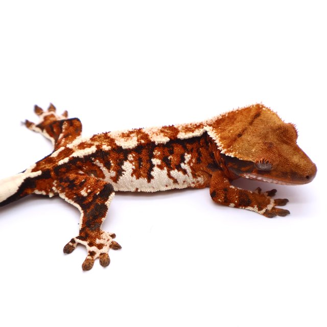 트라이 드리피 화이트스팟 화이트핀 텐저린 화이트