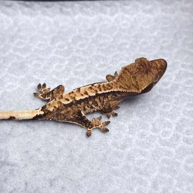 Tri Drippy White Spot White Pin Tangerine White