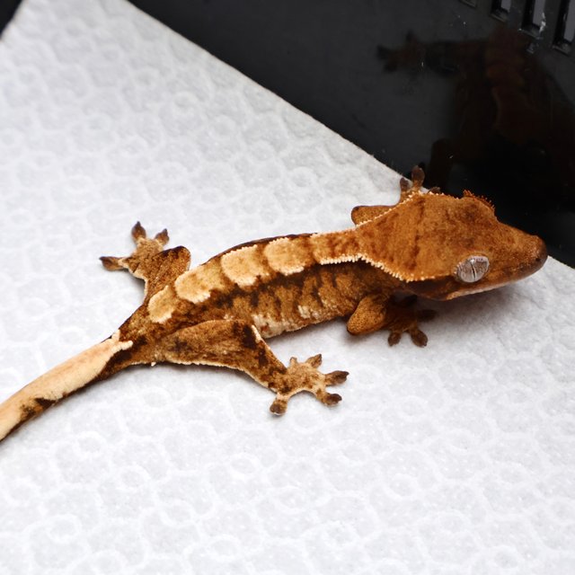 Tri Drippy White Spot White Pin Tangerine White